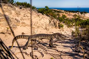 Footpath Prints: Southern Heath Monitor at Bald Head track on Flinders Peninsula