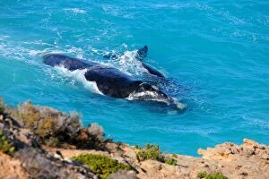 Whales Collection: Southern right whale and calf