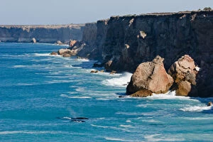 Whales Collection: Southern Right Whales at Bunda Cliffs Australia