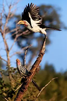 Unesco Prints: Southern Yellow-Billed Hornbills (The Banana Birds), Kruger National Park, South Africa