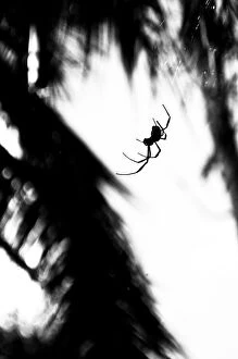 Australian Spiders Collection: Spider silhouette