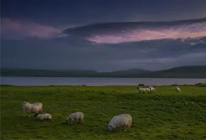 Sheep Prints: Spiggie, Shetland Islands, Scotland