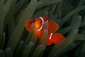 Spinecheek Anemonefish