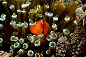Spinecheek Anemonefish