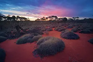 Spinifex and mallee habitat at sunset in Yathong