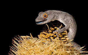 Images Dated 28th November 2014: Spiny-tailed Gecko on Banksia