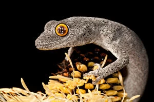 Gecko Collection: Spiny-tailed Gecko on Banksia