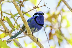 Robbie Goodall Photography Prints: Splendid Fairywren - Malurus splendens