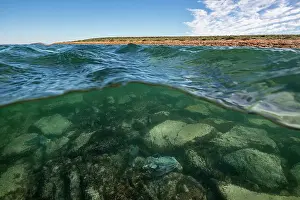 Split image showing Australian giant cuttlefish in shallow water and the surrounding coastline, Whyalla, South Australia