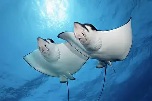 Habitat Prints: Two Spotted eagle rays (Aetobatus narinari) swimming against the light