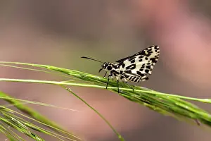Prints of A Spotted Skipper- Hesperilla ornata perched on a green grass head Louise Docker Photography Prints: A Spotted Skipper on a grasshead