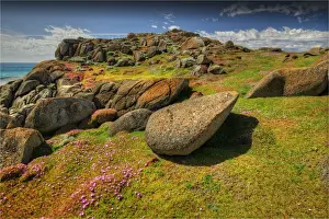 Spring blooms of Pig-face (Carpobrotus) cover the area like a colourful carpet, Disappointment Bay, King Island Tasmania