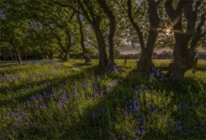 Images Dated 27th May 2015: Spring Bluebells Stokeford