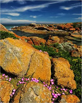Spring-time blooms of Carpobrotus glaucescens, King Island, Bass Strait, Tasmania, Australia