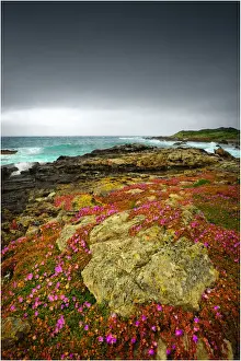 Spring-time blooms of Carpobrotus glaucescens, King Island, Bass Strait, Tasmania, Australia