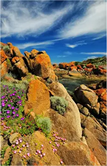 Spring-time blooms of Carpobrotus glaucescens, King Island, Bass Strait, Tasmania, Australia