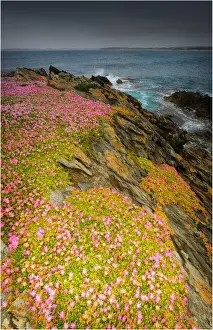 Spring-time blooms of Carpobrotus glaucescens, King Island, Bass Strait, Tasmania, Australia