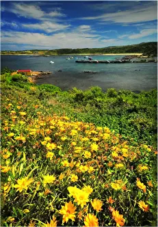 Flower Head Prints: Spring-time blooms of wildflowers, King Island, Bass Strait, Tasmania, Australia