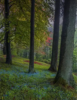 Spring-time in the forests near the city of Linz, Upper Austria