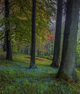 Spring-time in the forests near the city of Linz, Upper Austria Spring-time in the forests near the city of Linz, Upper Austria