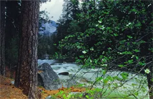 Horizontal View Horizontal Prints: Spring-time in the Yosemite National Park, California, southern United States of America