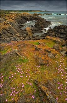 Images Dated 27th November 2011: Spring Wildflower Blooms including coastal Pig-face, King Island, Bass Strait, Tasmania, Australia