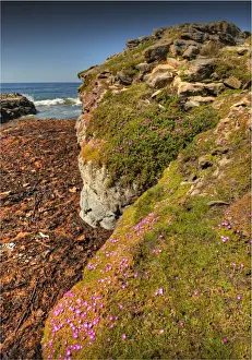 Images Dated 10th November 2012: Spring Wildflower Blooms including coastal Pig-face