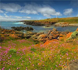 Spring Wildflower Blooms including coastal Pig-face, King Island, Bass Strait, Tasmania, Australia