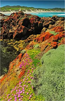 Images Dated 2010 December: Spring Wildflower Blooms including coastal Pig-face