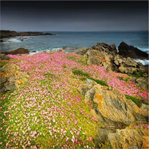 Spring Wildflower Blooms including coastal Pig-face, King Island, Bass Strait, Tasmania, Australia