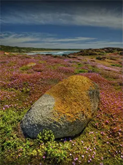 Prints of Southern Lightscapes Australia, 506864992 Beautiful Australian Wildflower Prints: Spring Wildflower Blooms including coastal Pig-face