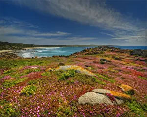 Prints of Southern Lightscapes Australia, 506865128 Beautiful Australian Wildflower Prints: Spring Wildflower Blooms including coastal Pig-face