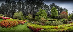 Springtime blooms in the gardens of the Dandenong Ranges National Park, Victoria