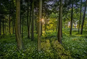 Common Sunstar Prints: Springtime in the Forest