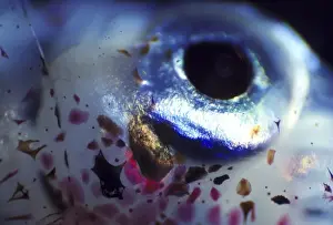 squid eye great barrier reef