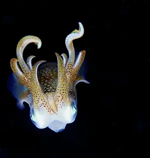 Prints of Squid like a jewels. Rare and clorfull Discover the extraordinary diversity of Australia's marine life: Squid at night
