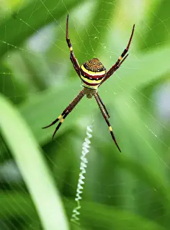 Prints of St Andrews Cross Spider, Argiope keyserlingi which is an orb weaving spider waiting on its spiderweb Louise Docker Photography Prints: St Andrews Cross spider in a web