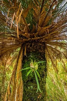 Images Dated 26th July 2016: Staghorn fern growing on pulm tree