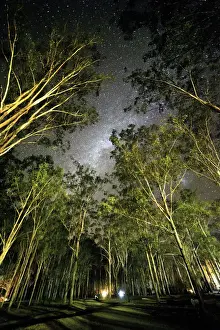 Stand of trees and shadows with Milky Way above