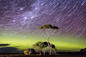 Aurora Borealis Collection: Star Trails over a bright green arc of aurora with an illuminated tree in the foreground