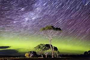 Display Prints: Star Trails over a bright green arc of aurora with an illuminated tree in the foreground