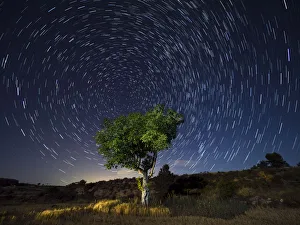 Star Trails. A green tree leaves the field in a starry night Star Trails. A green tree leaves the field in a starry night