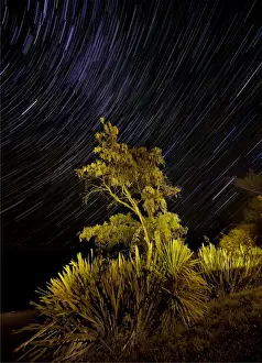Te Anau Prints: Star-trails at Te-Anau, South Island, New Zealand
