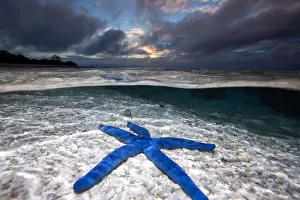 Prints of Lagoon at sunrise Mitchell Pettigrew Photography Prints: Starfish