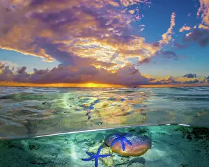 Prints of Sunrise on the reef Mitchell Pettigrew Photography Prints: Starfish