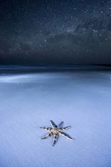 Images Dated 26th May 2015: Starfish on a beach and the Milky Way. Australia