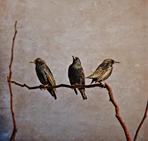Three Animals Prints: Three Starlings on a branch