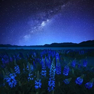 Images Dated 2nd December 2011: Starry night and Lupines at Lake Tekapo, New Zealand