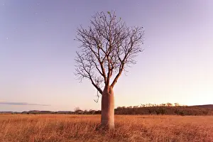 John White Photos Prints: Stars and night sky over a Boab Tree
