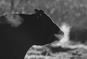 Fine Art Photography Collection: Steaming Bull